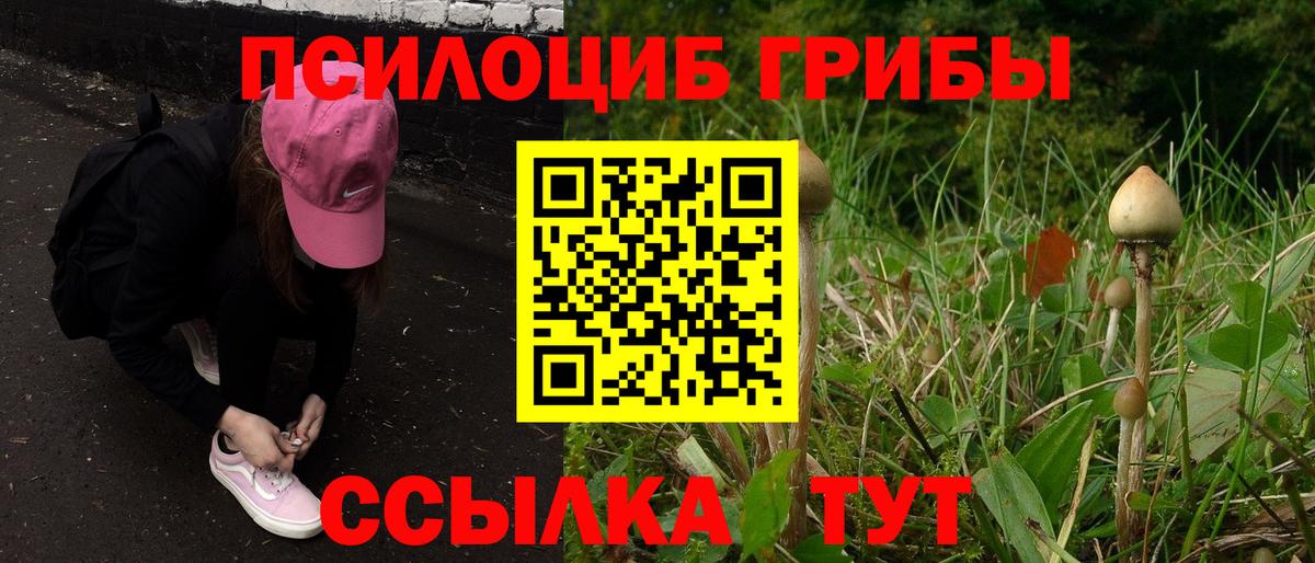 Вязники  Галлюциногенные грибы Psilocybine cubensis  Вход с VPN 